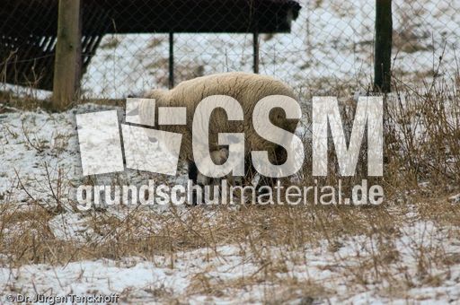 Schaf (31 von 61).jpg